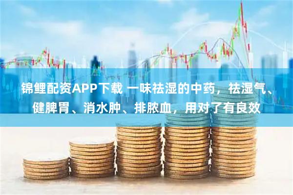 锦鲤配资APP下载 一味祛湿的中药，祛湿气、健脾胃、消水肿、排脓血，用对了有良效
